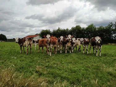En Maine-et-Loire. Une porte de sortie pour les éleveurs lâchés par...